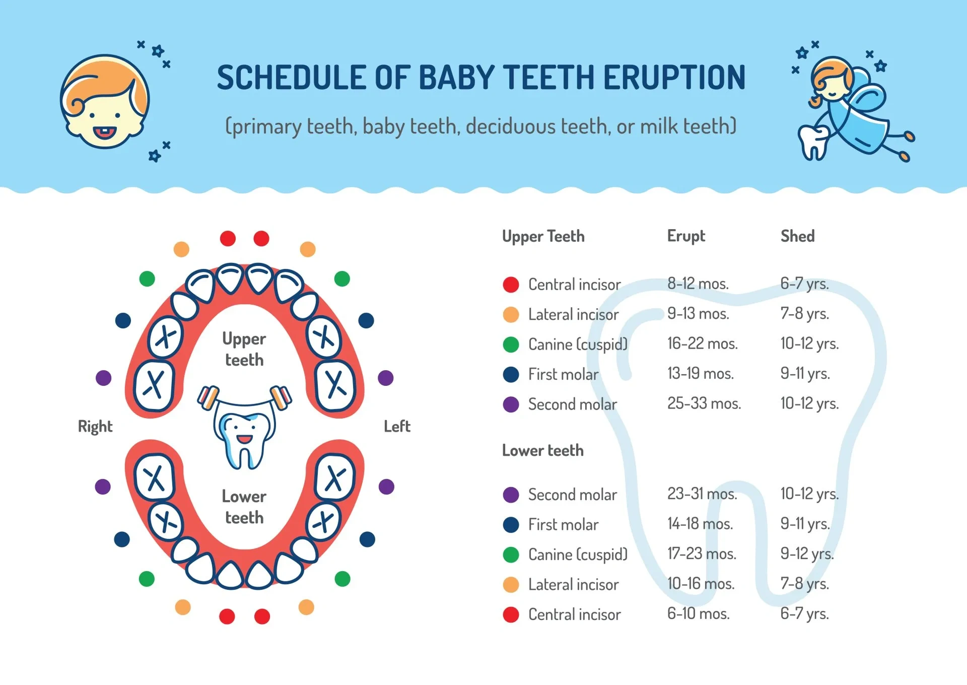 Baby teeth eruption schedule chart showing timing and order of primary and permanent teeth development.